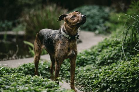 家養小型寵物|10種不愛叫的小型犬：適合公寓飼養的最佳選擇